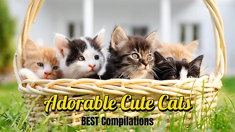 Adorable Cute Cats [ BEST Compilation ]