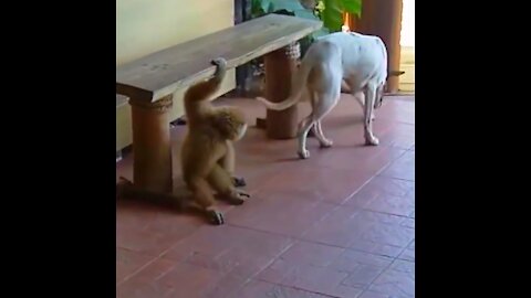 Funny monkey kicks the dog and wants to play with