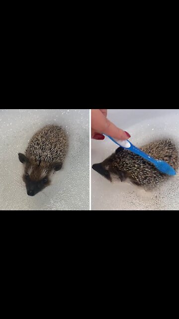 Woman uses toothbrush to give pet hedgehog a bath