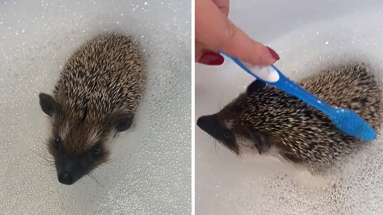 Woman uses toothbrush to give pet hedgehog a bath