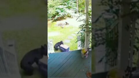 "...I swear a bear stole my Amazon delivery"🤣🐻📦