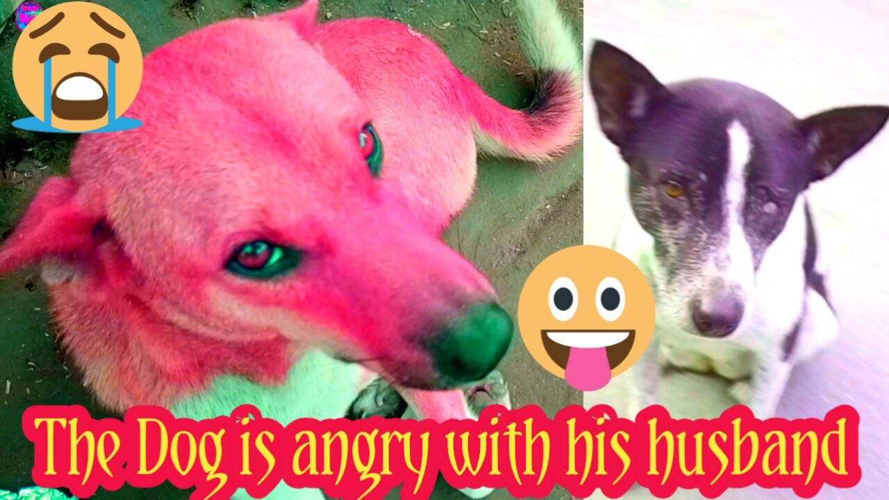 The dog is angry with his husband || sad moment