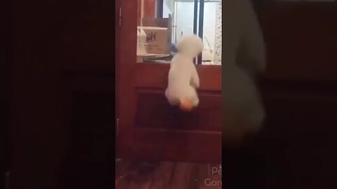 FUNNY CUTE PETS4