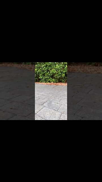 WASP INVASION AT MY HOUSE 😳 🐝🐝🐝🐝🐝🐝 | Jeremy Lynch #Shorts