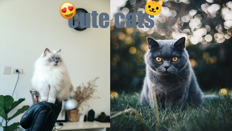 cute cats 🐱