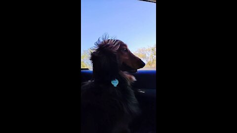 Braxton the Sausage majestically riding shotgun
