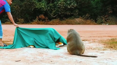 Funny Monkey - Prank