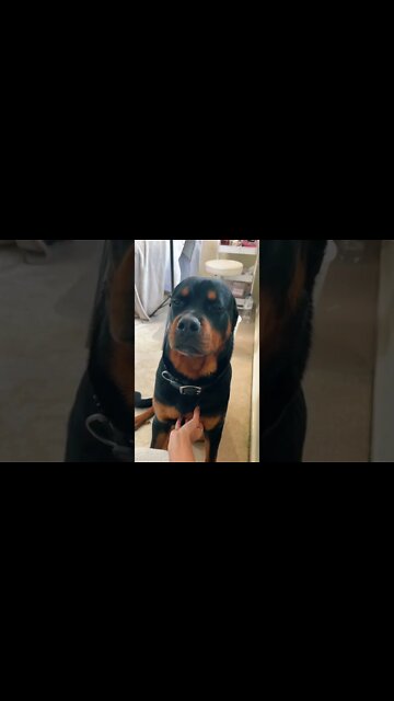 I'm Just A Big Toasty Cinnamon Bun 😋 #Shorts #rottweiler #dogs