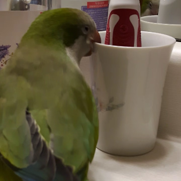 A Bird Picks At An Electric Toothrbrush Until It Turns On