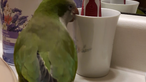 A Bird Picks At An Electric Toothrbrush Until It Turns On