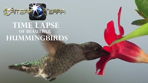 🌎 Hummingbird Time Lapse |2021