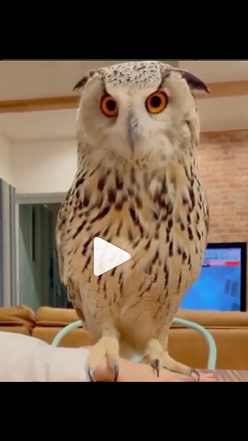 What a handsome man ❤️🦉⁣