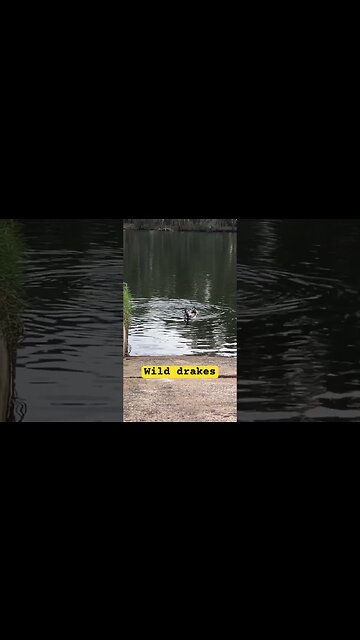 Wild drakes swimming by the backyard