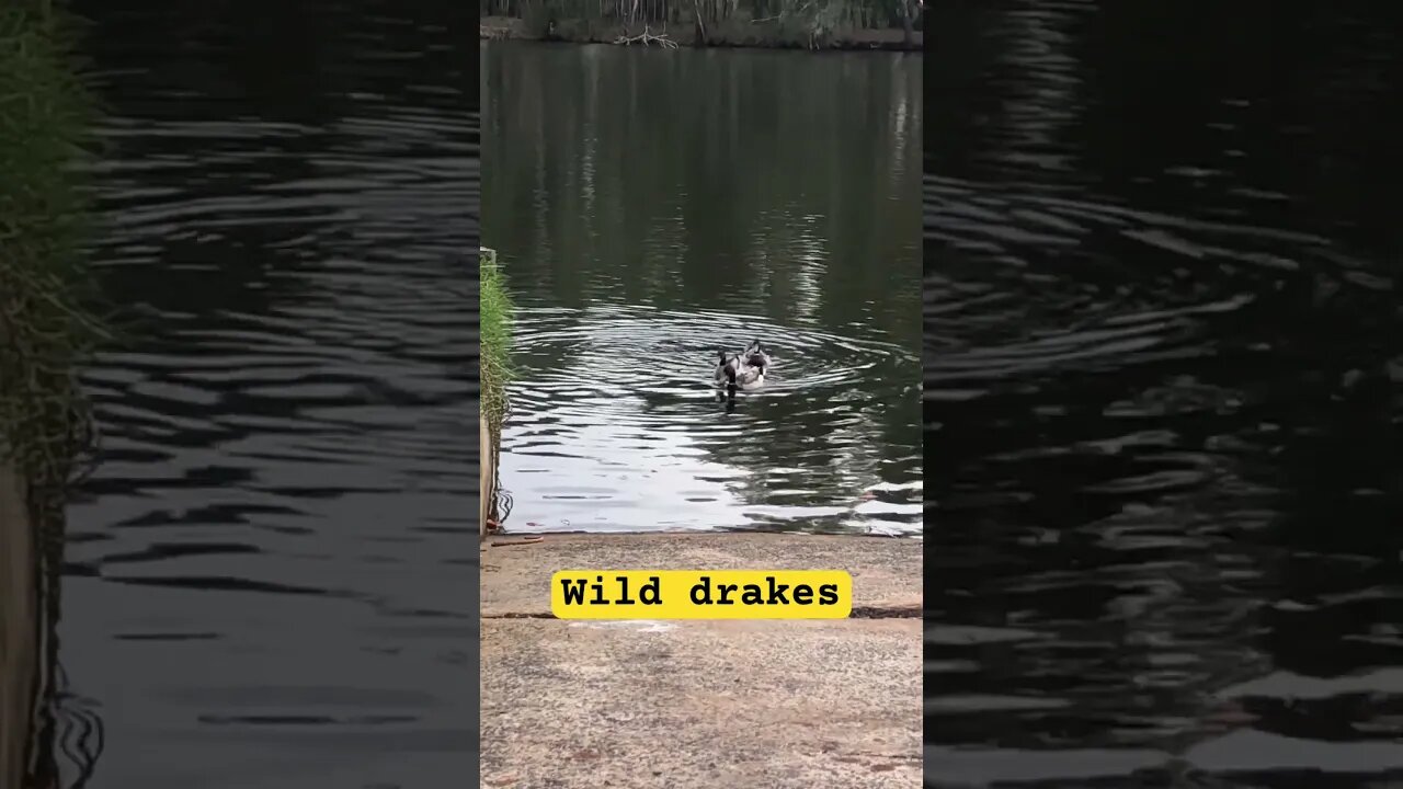 Wild drakes swimming by the backyard