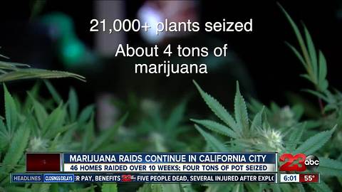 Cal City Police continue marijuana crackdown