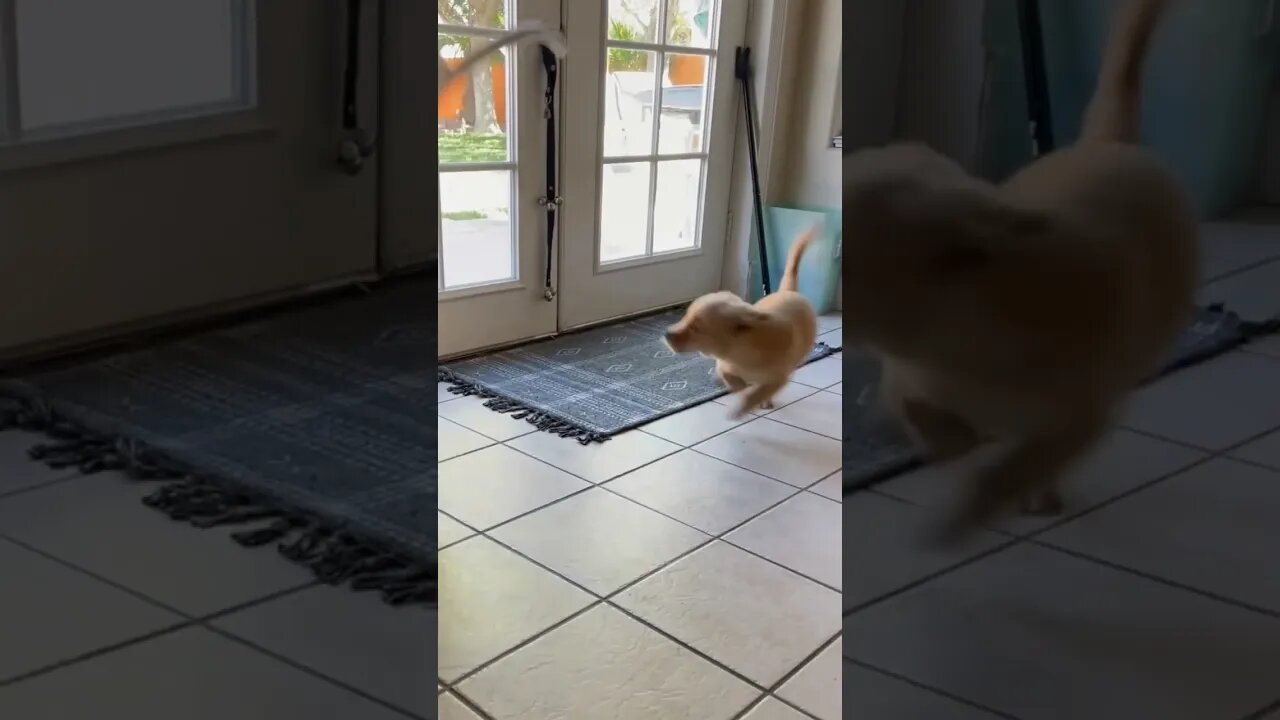 Funny cat and dog #shorts #animals #youtubeshorts #viralshorts