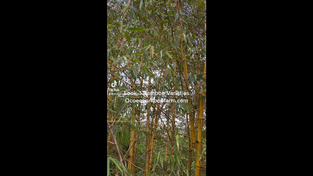 Look 3 different Bamboo Varieties Ocoee Bamboo Farm 407-777-4807