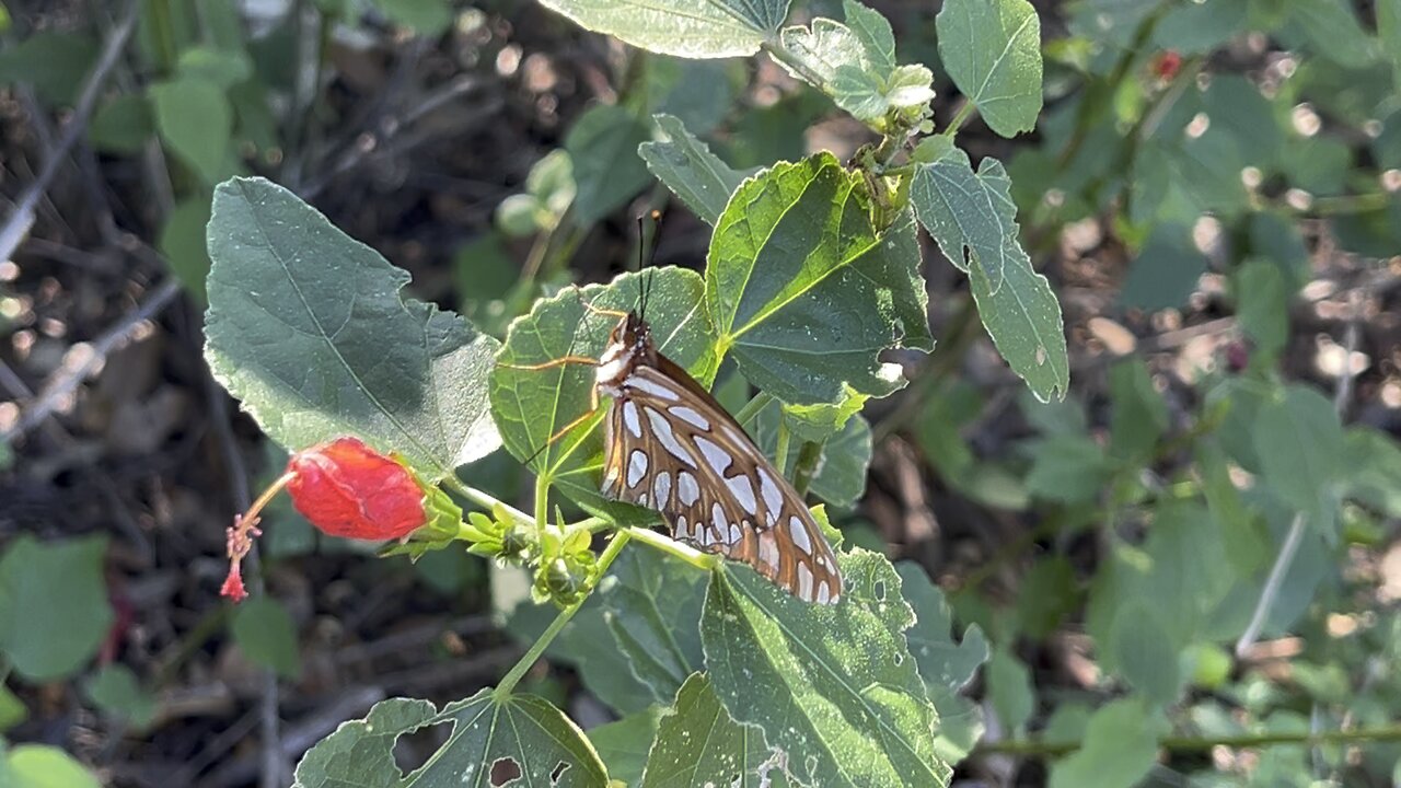 Butterfly Strikes a Pose