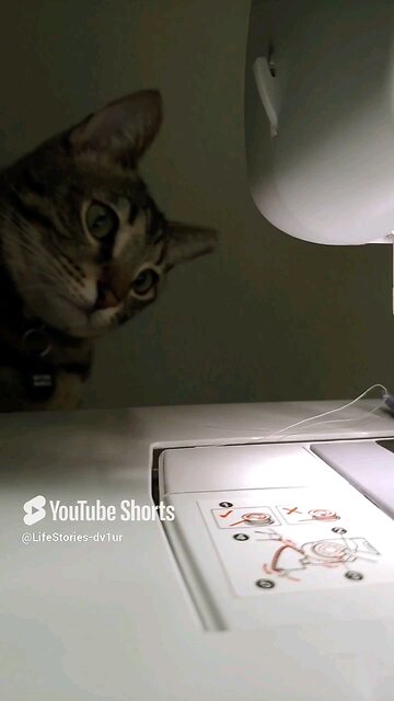Curious cat supervising #catshorts #cats #catlovers #shortsvideo