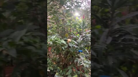 Butterfly Sanctuary