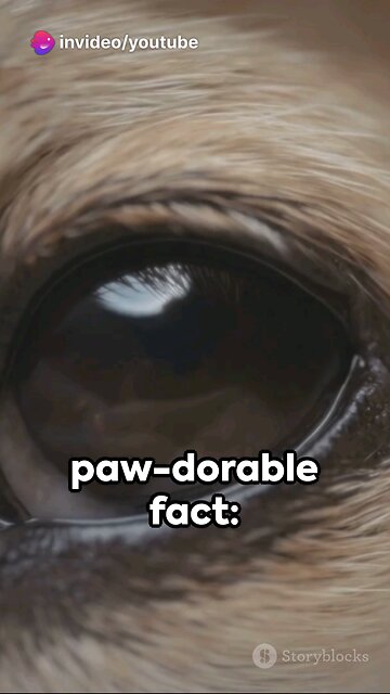 Awesome world of Dog Facts
