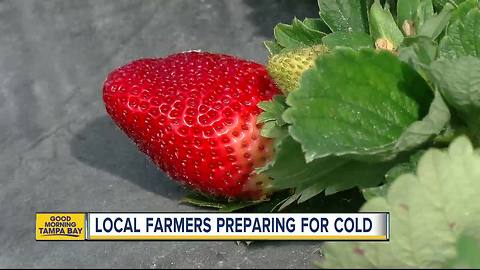 Local farms preparing for more cold weather in Hernando Co.