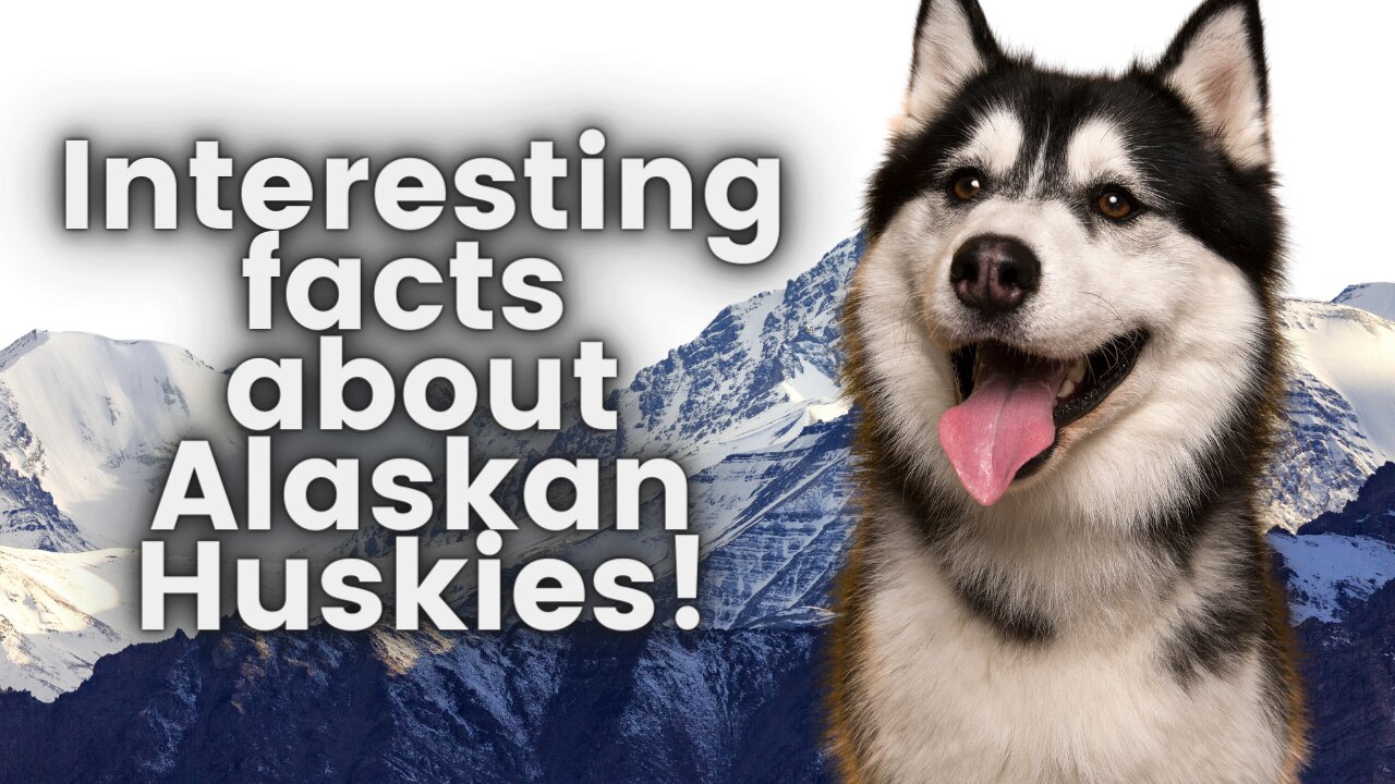 Interesting Facts about Alaskan Huskies