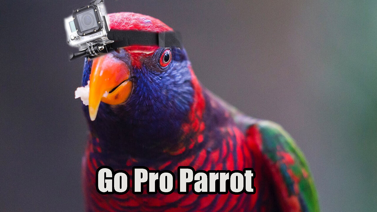 Parrot🦜 Films Spectacular Drone Like Footage with A GoPro Camera📷