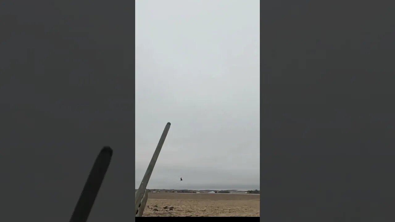 Sometimes it takes all Three!! #goosehunting #birddog #goldenretriever