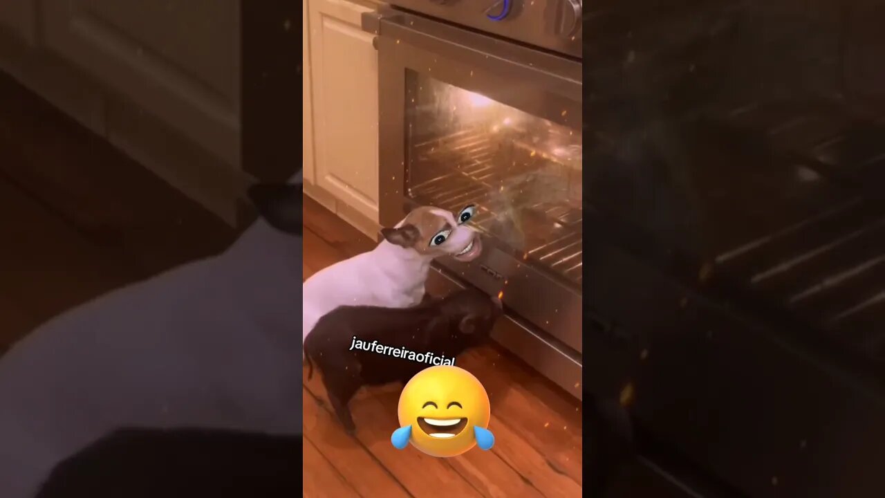 pal pra dez cachorronildo levou sozinho