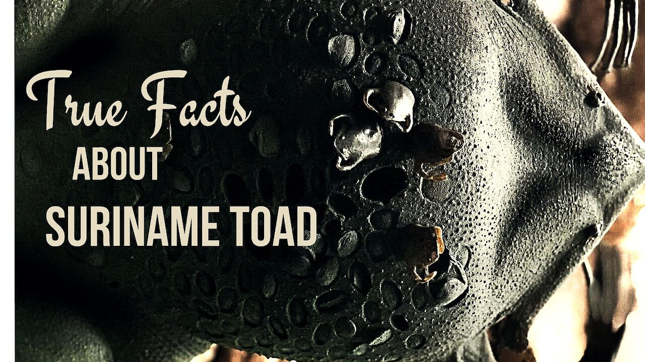 True Facts About The Suriname Toad