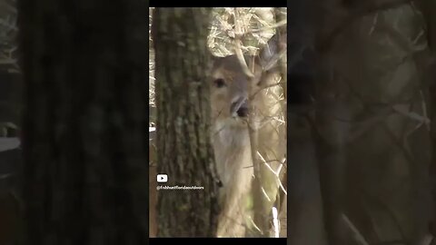 Deer peeking around a tree