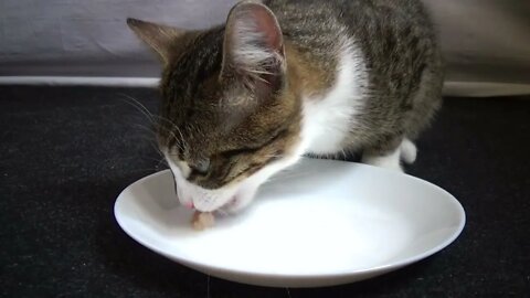 Little Cat Is Being Fed