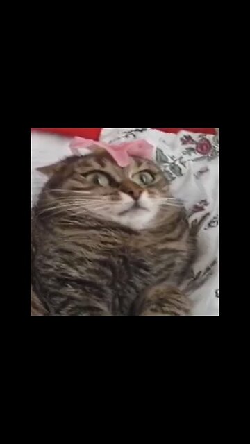 Distorted cat funny video