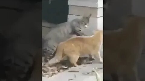 CAT VIDEO