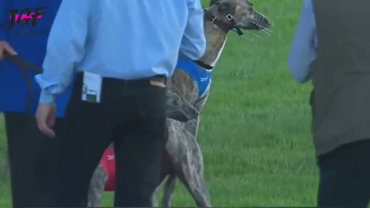 Greyhound dog racing - Track race 480m