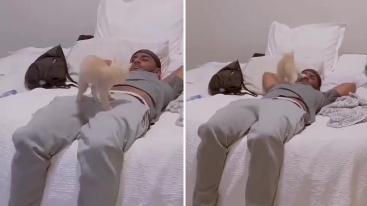 Kitten playing with owner which is adorable