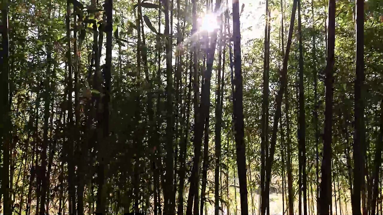 Deep in the bamboo forest.