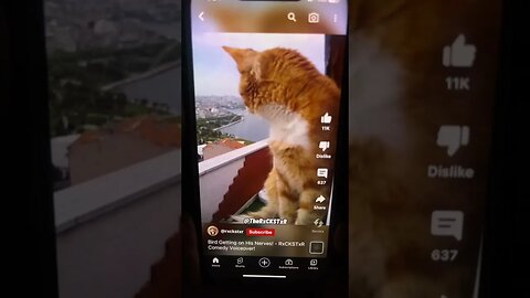 Cat arguing with bird