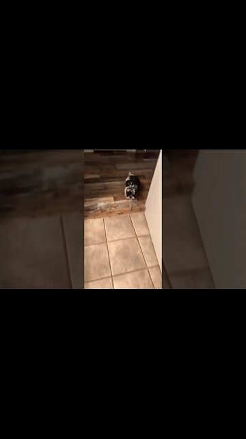 Who’s a good boy!?