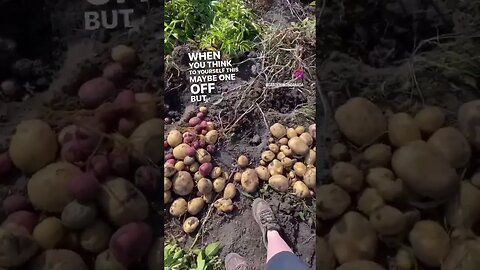 Giant Taters Once Again From the Garden #gardenharvest #gardeningincanada #garden