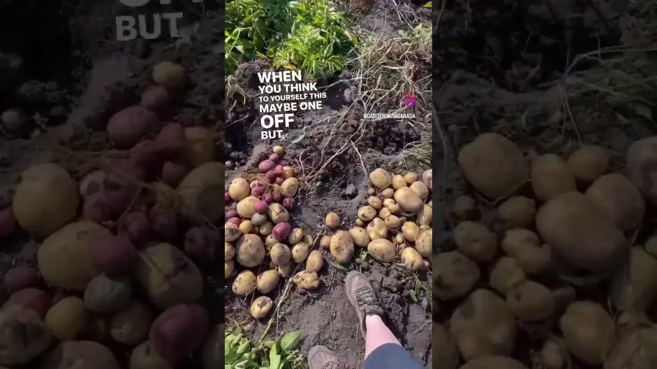 Giant Taters Once Again From the Garden #gardenharvest #gardeningincanada #garden