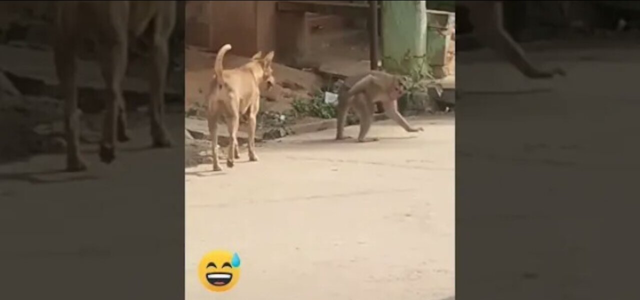 Amazing Dog & Monkey Funny Video 2021