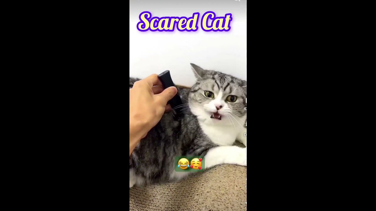 Scared Cat’s Hilarious Reaction to a Knife: Watch This Adorable Response!"