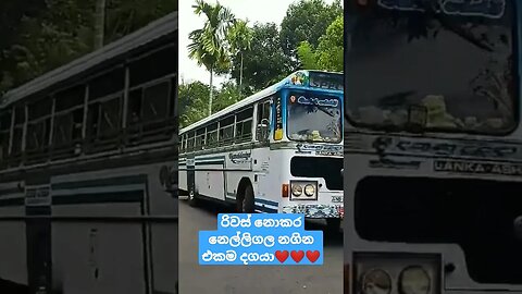 නෙල්ලිගල නගින එකම දගයා #shorts