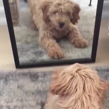 Goldendoodle really wants to befriend mirror reflection