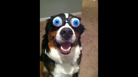 Dogsfunnyday