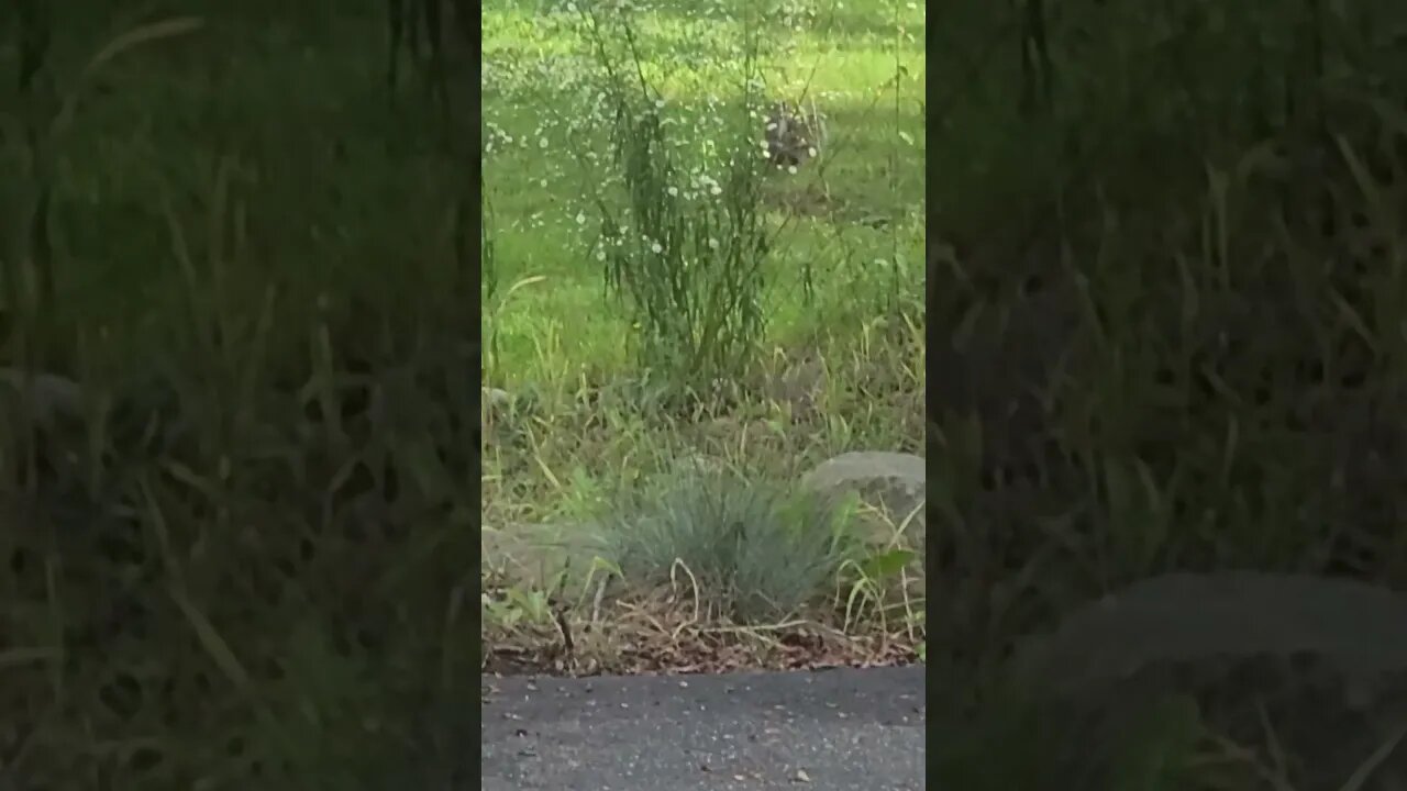 squirrel run away #shorts