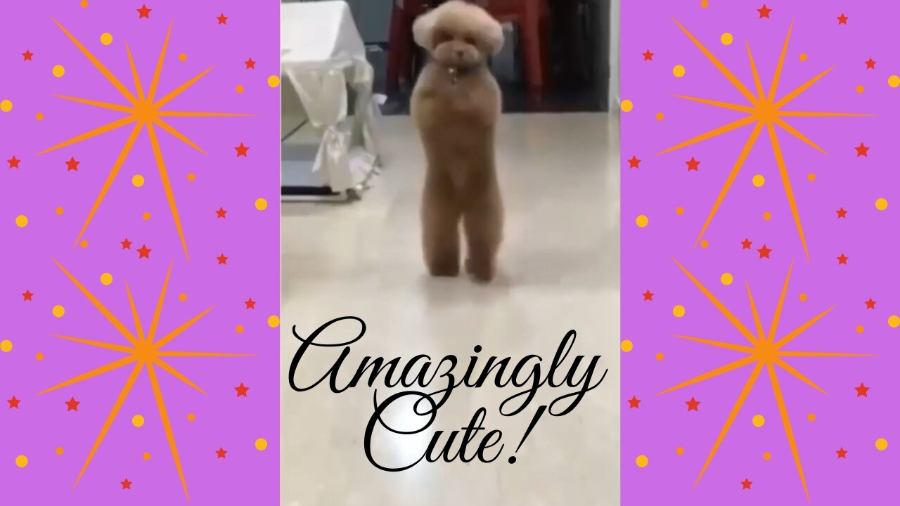 Amazingly Cute Dog Loves To Walk On Back Legs