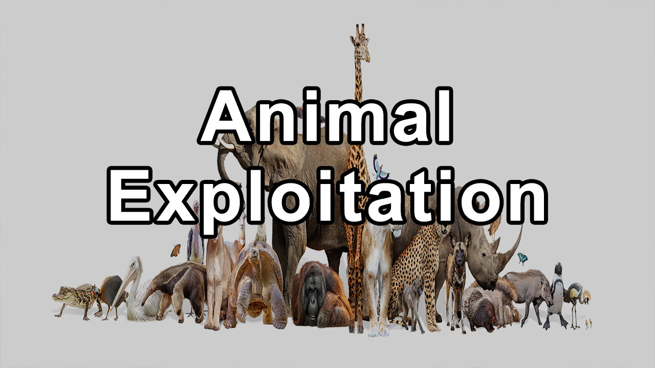 How Human and Animal Exploitation Is Interconnected